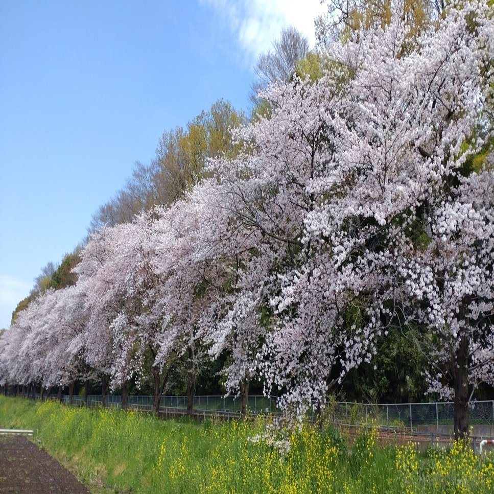 染井吉野'は短命なのか？ -桜の寿命を検証する-｜じゅもくやん