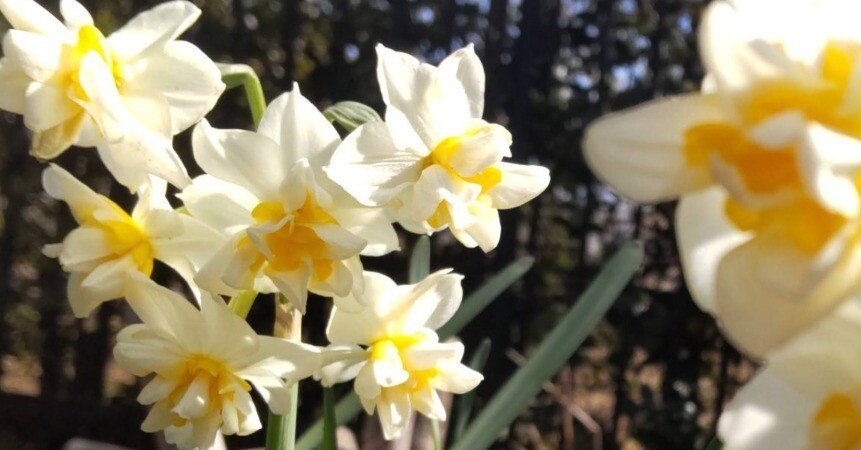 八重咲の水仙が妙に気になる｜haruka