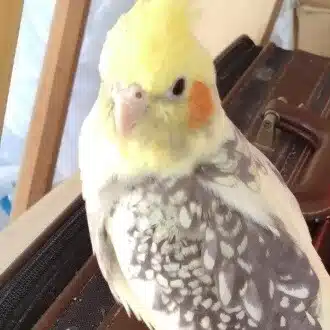 こぴゅら