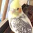 こぴゅら