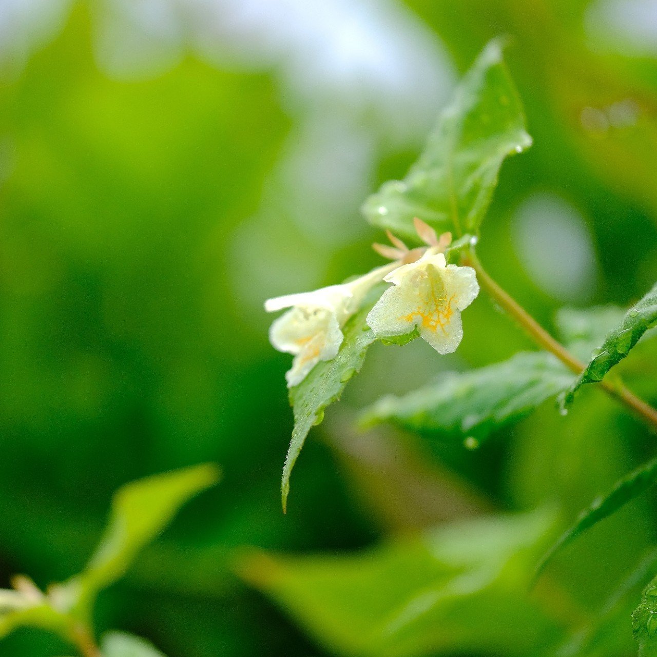 優しい色の花 ウコンウツギ Hhaannaaiihh Note