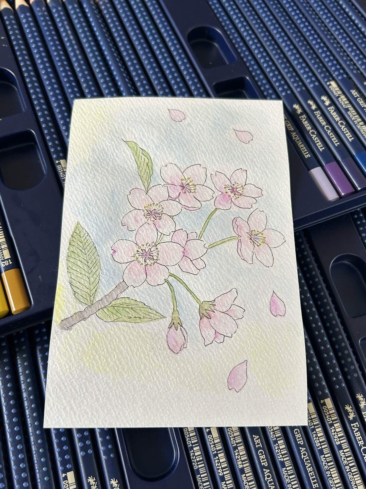 桜@水彩色鉛筆｜Snow❄️Yukihikari