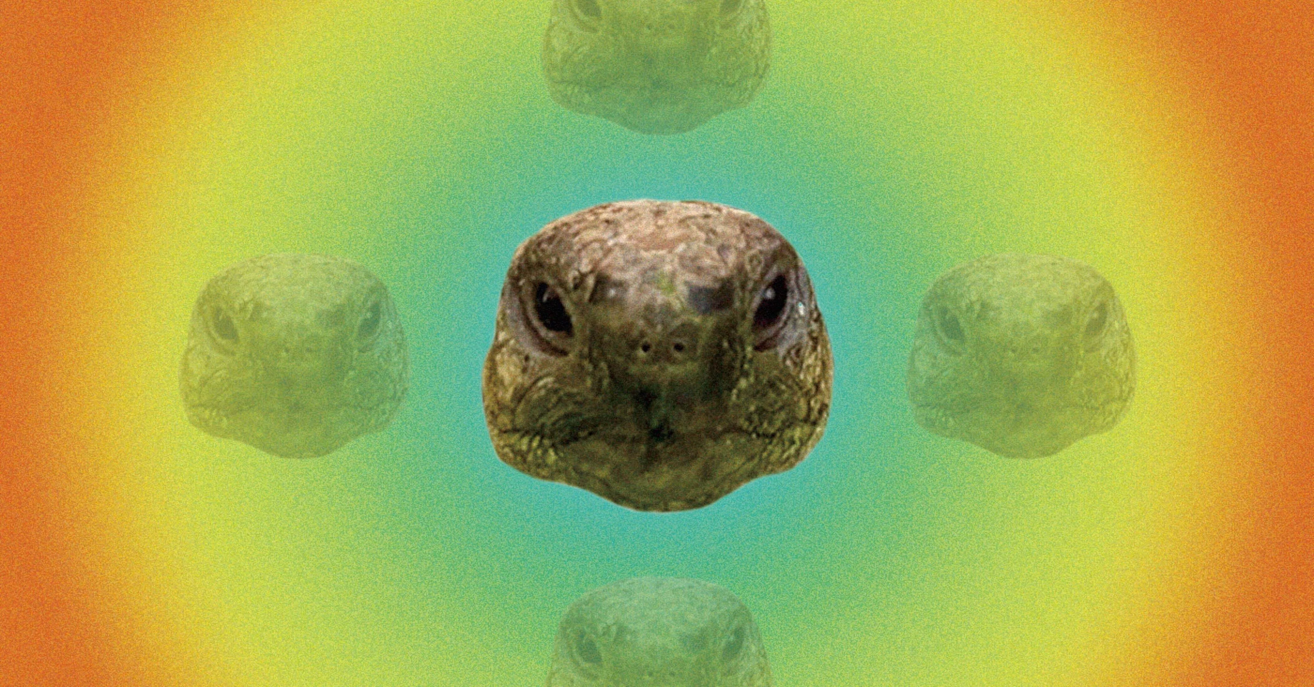 マザーturtle｜note