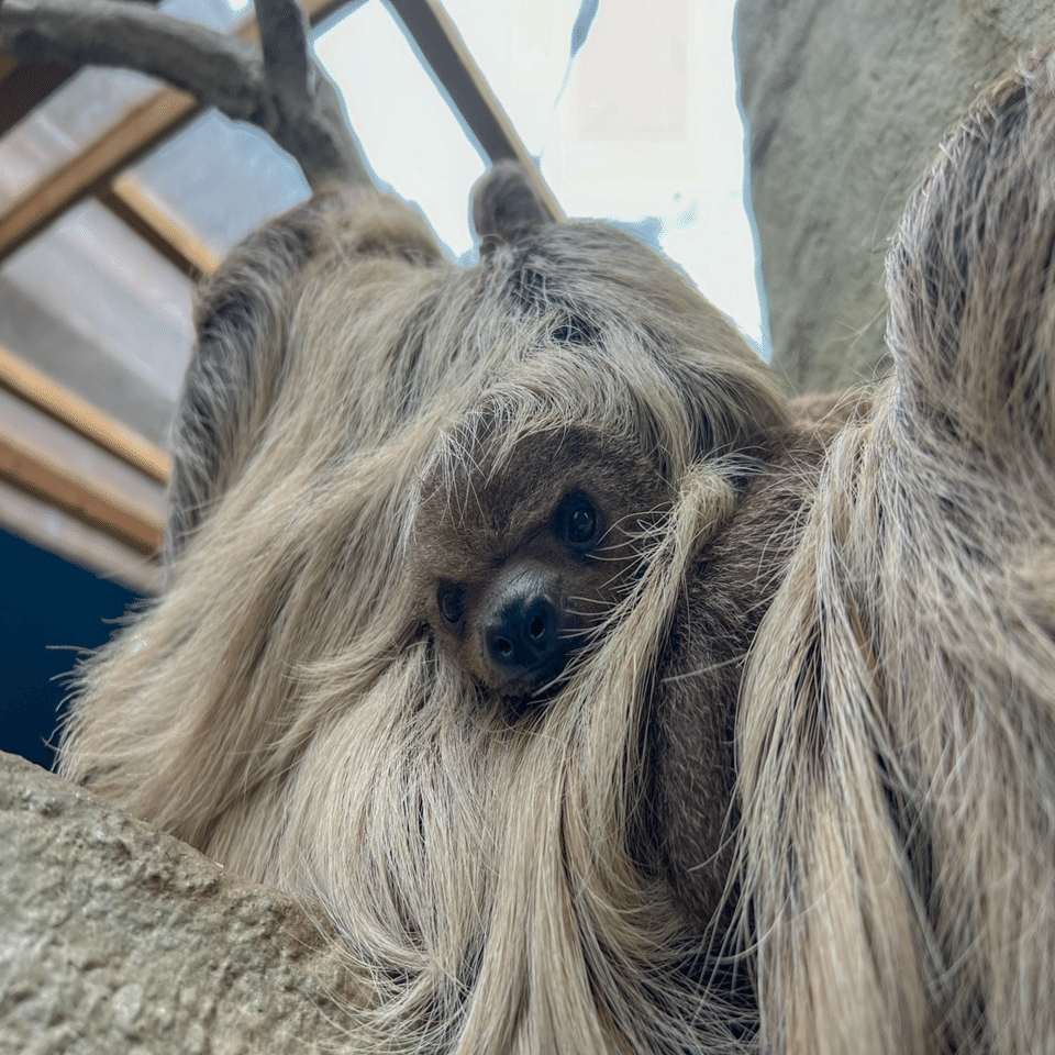 ナマケモノの赤ちゃん🦥｜那須どうぶつ王国公式note