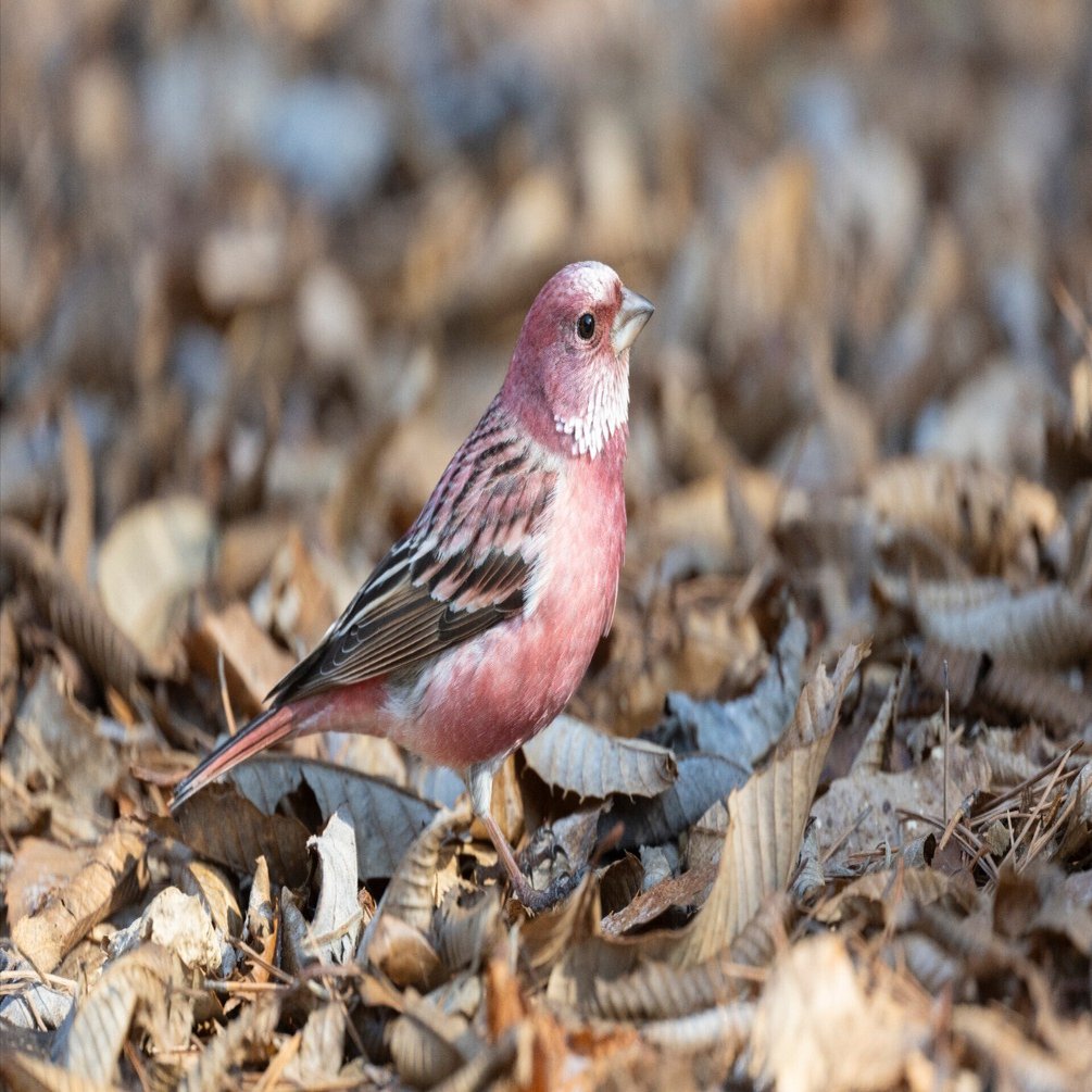 憧れの鳥探しに挑戦！ 第5回《赤い鳥3種盛り》｜ブンイチ（文一総合