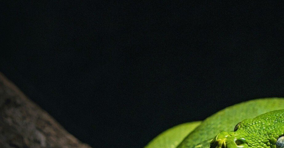 多頭飼育していて 多頭飼育崩壊”脱走した犬が約30キロ離れた養鶏場を襲撃し鶏208羽死ぬ