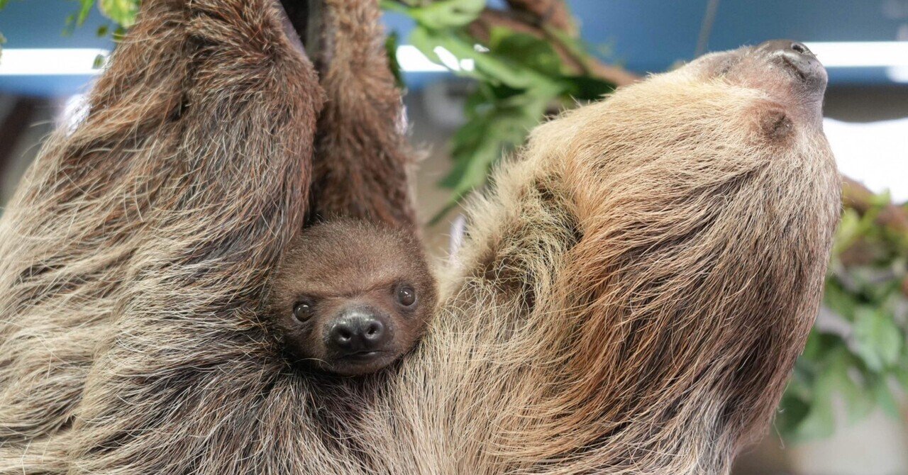 ナマケモノ様用です°・*:.。.☆ ナマケモノの赤ちゃん🦥｜那須どうぶつ王国公式note