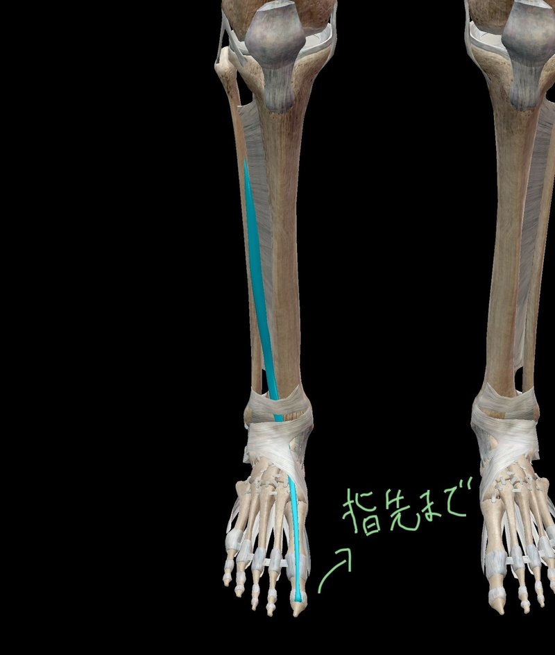 足首の背屈制限を前脛骨などの筋肉から考える だーまえ Note