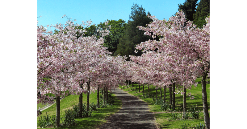 桜の道の真ん中を