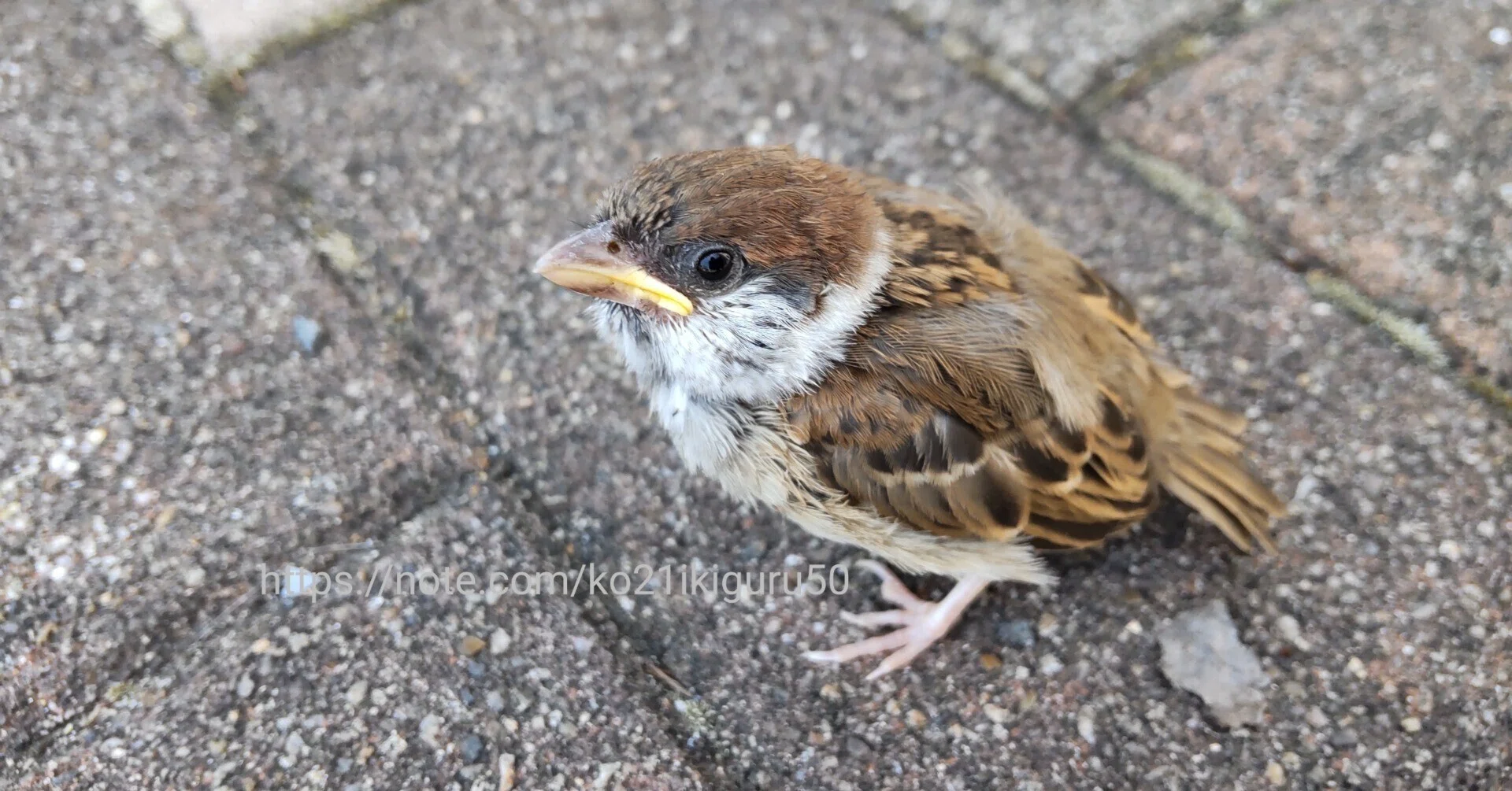 スズメ」ネズミ肉も食す身近な鳥｜いきものぐるり