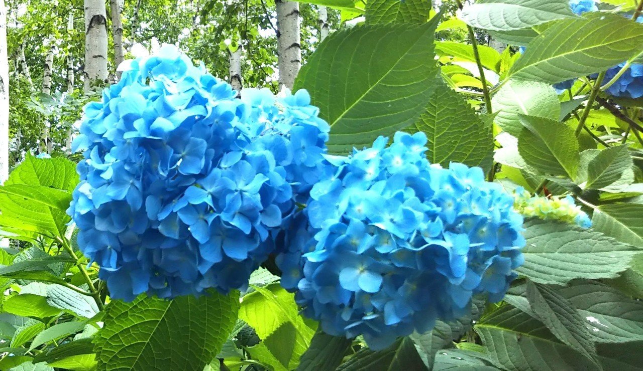 紫陽花への想い 紫 りえ Note 紫陽花への想い 紫 りえ Note