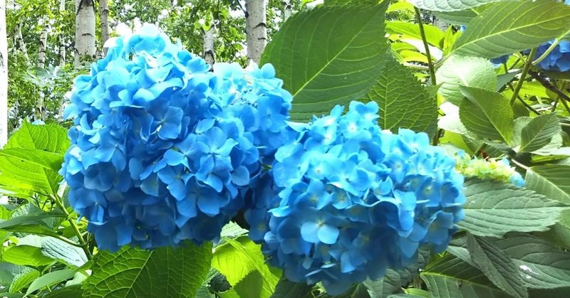 紫陽花への想い 紫 りえ Note 紫陽花への想い 紫 りえ Note