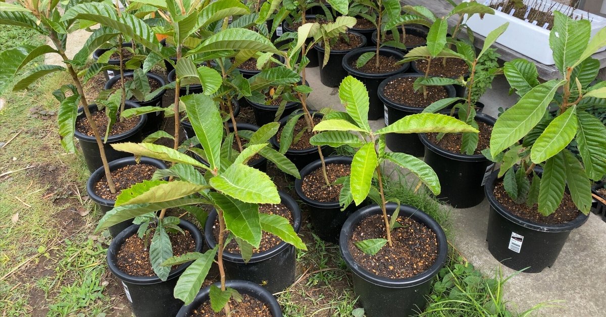 ビワ(枇杷) 茂木(もぎびわ)地掘大苗 - 果樹苗・大苗・苗木販売の