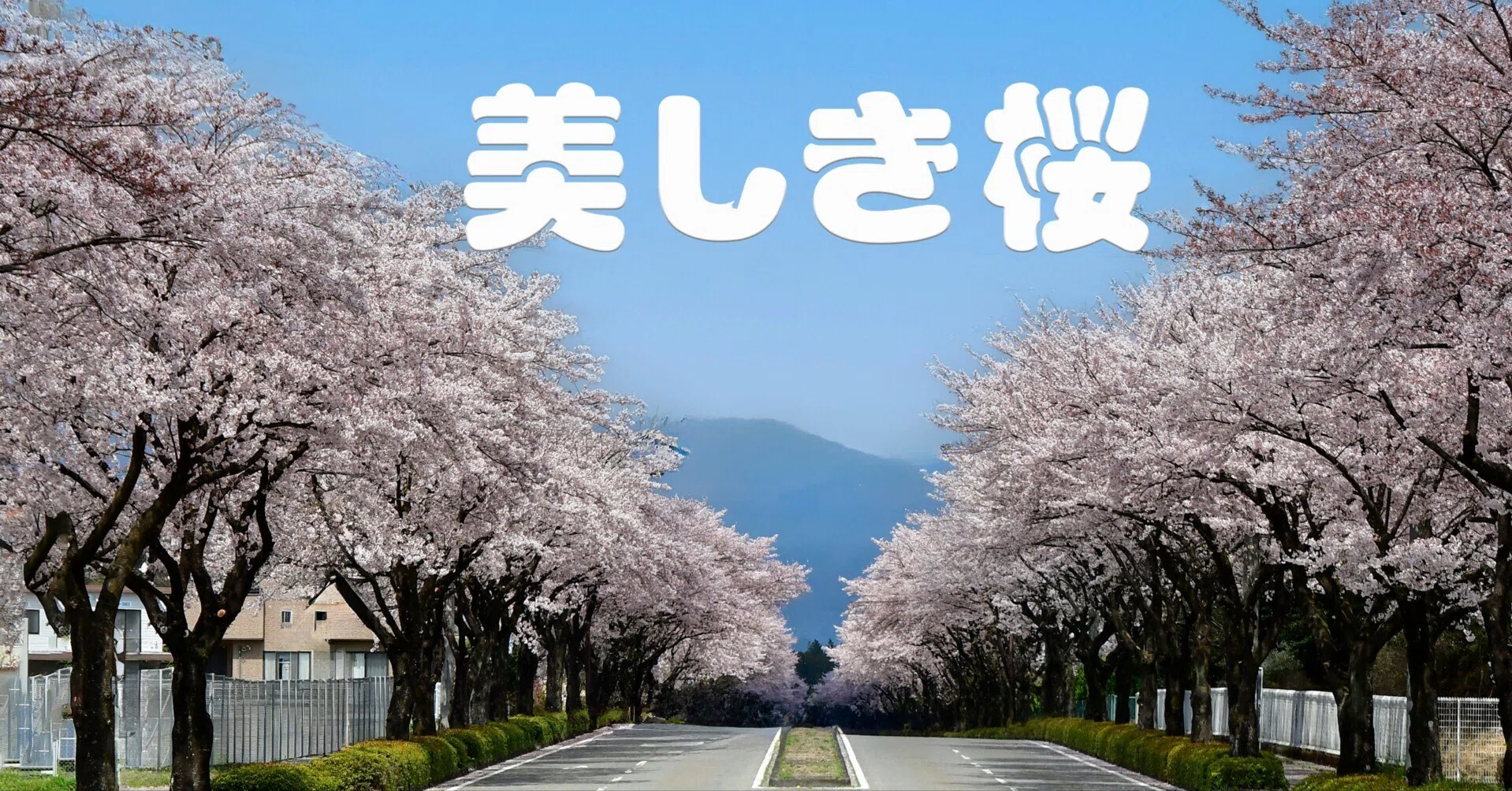 美しき桜との出逢い｜taka