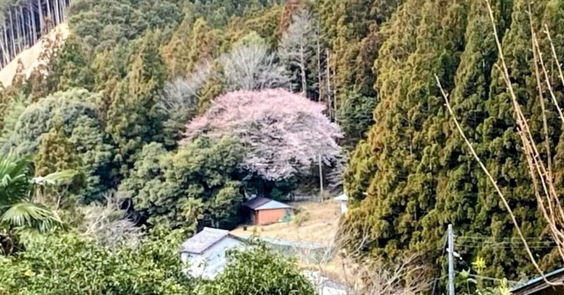 クマノザクラ｢赤木桜｣（三重県熊野市）【紀伊半島を知る、伝える】