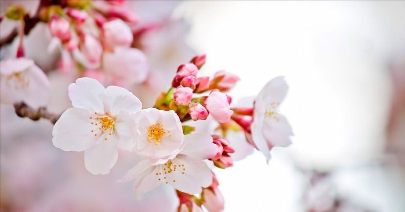 桜の魅力
