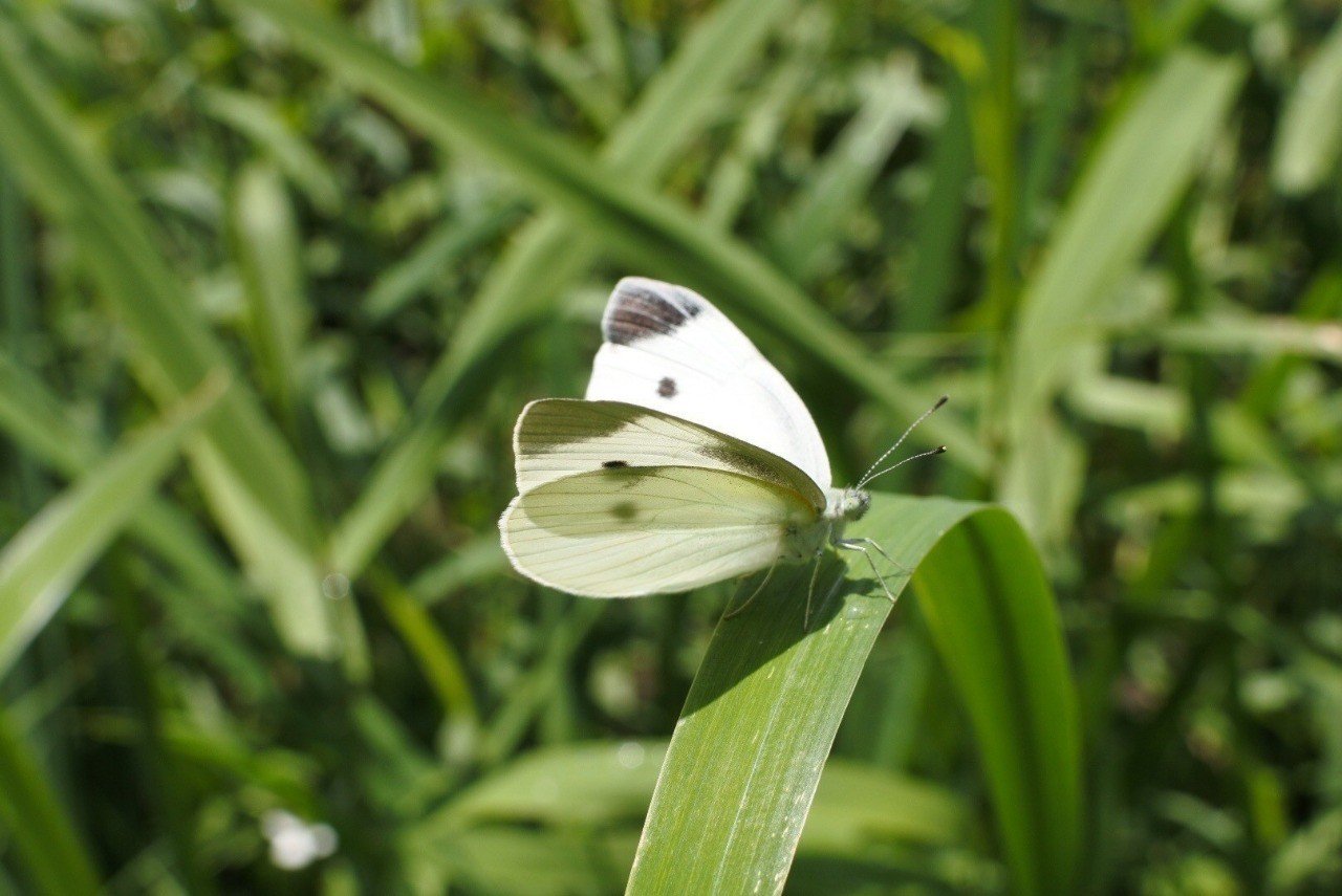 モンシロチョウ 小椋 智貴 Note