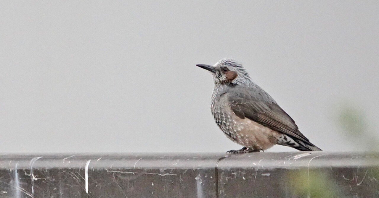 野の鳥(ヒヨドリ)