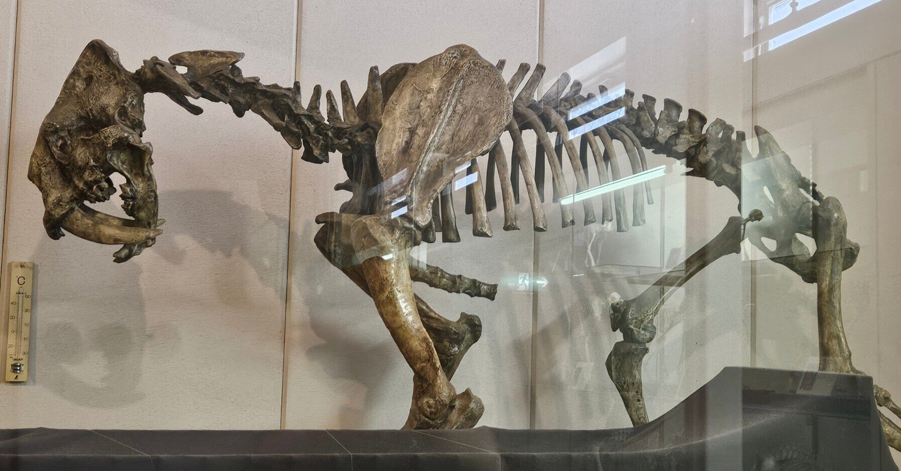 The Lost Universe 古代の巨大ネコ③巨大サーベルタイガー|美原さつき The Lost Universe 古代の巨大ネコ③巨大サーベルタイガー|美原さつき