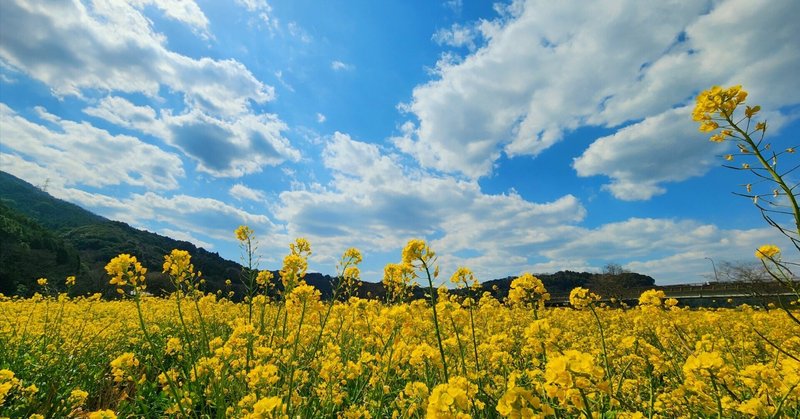 菜の花畑