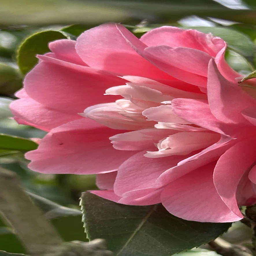 菱唐糸｜EGGSEED