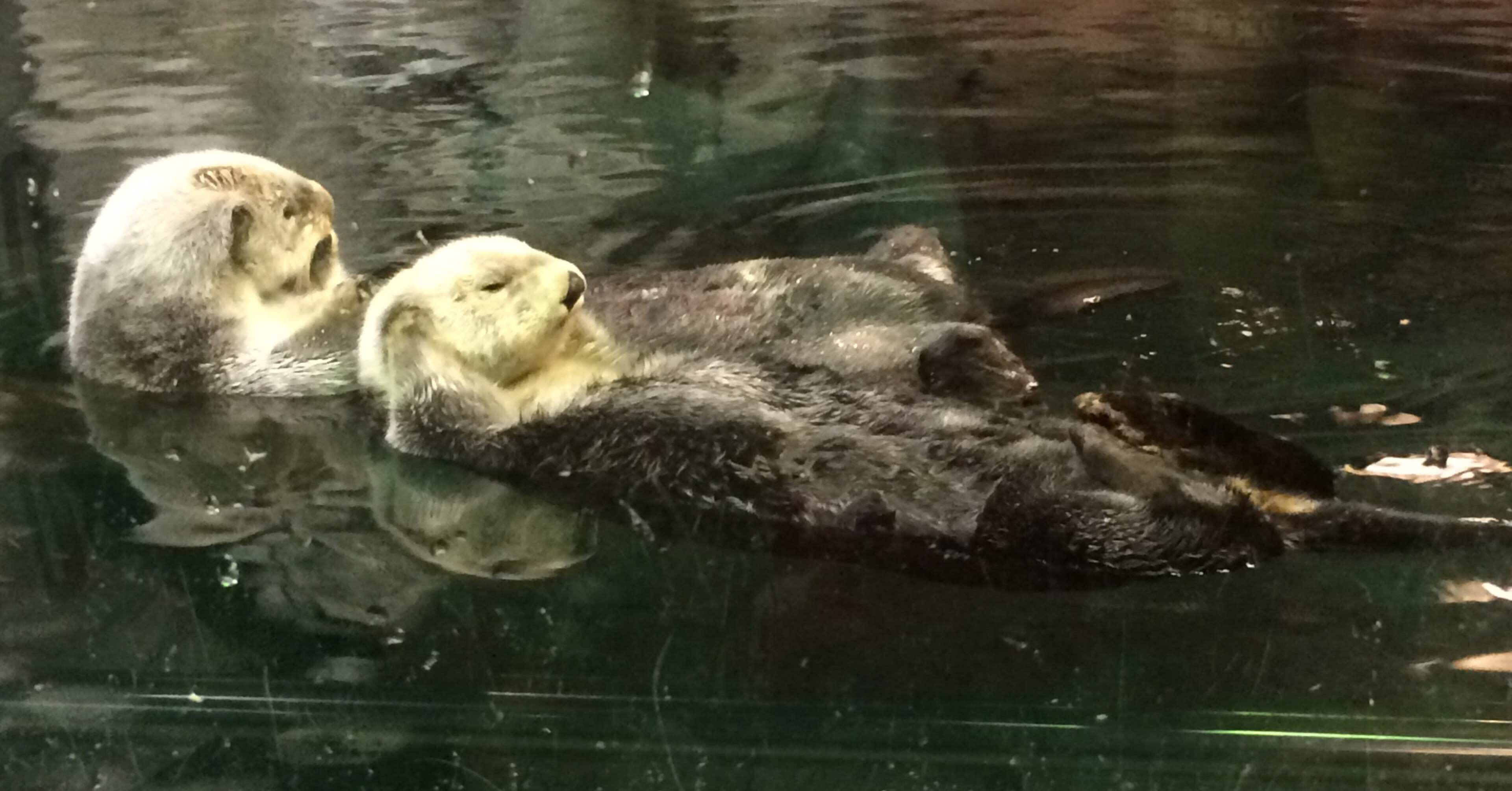 ef0c2adbe8d3cd9c9bec14d51c8494