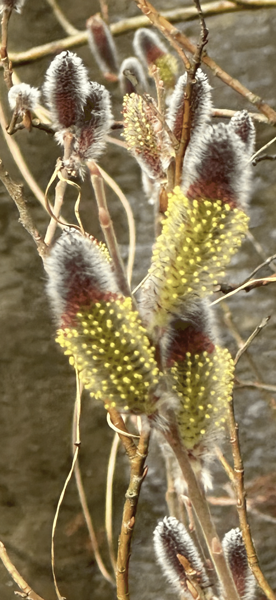 猫柳｜EGGSEED