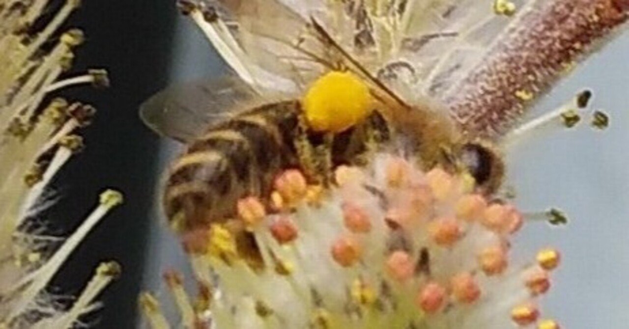 2024ニホンミツバチ分蜂記① 春は引っ越しのシーズン｜オフィス