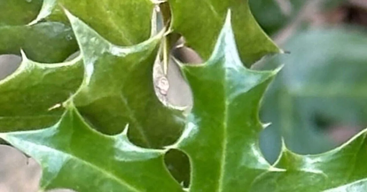 奄美柊黐｜EGGSEED
