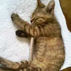 ねねこ
