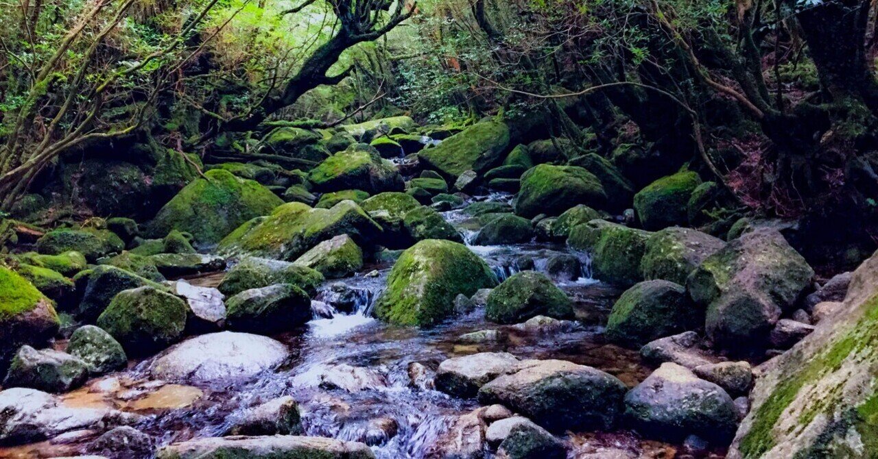 Amazon.co.jp: 屋久島 森のことだま こだま ご当地ストラップ