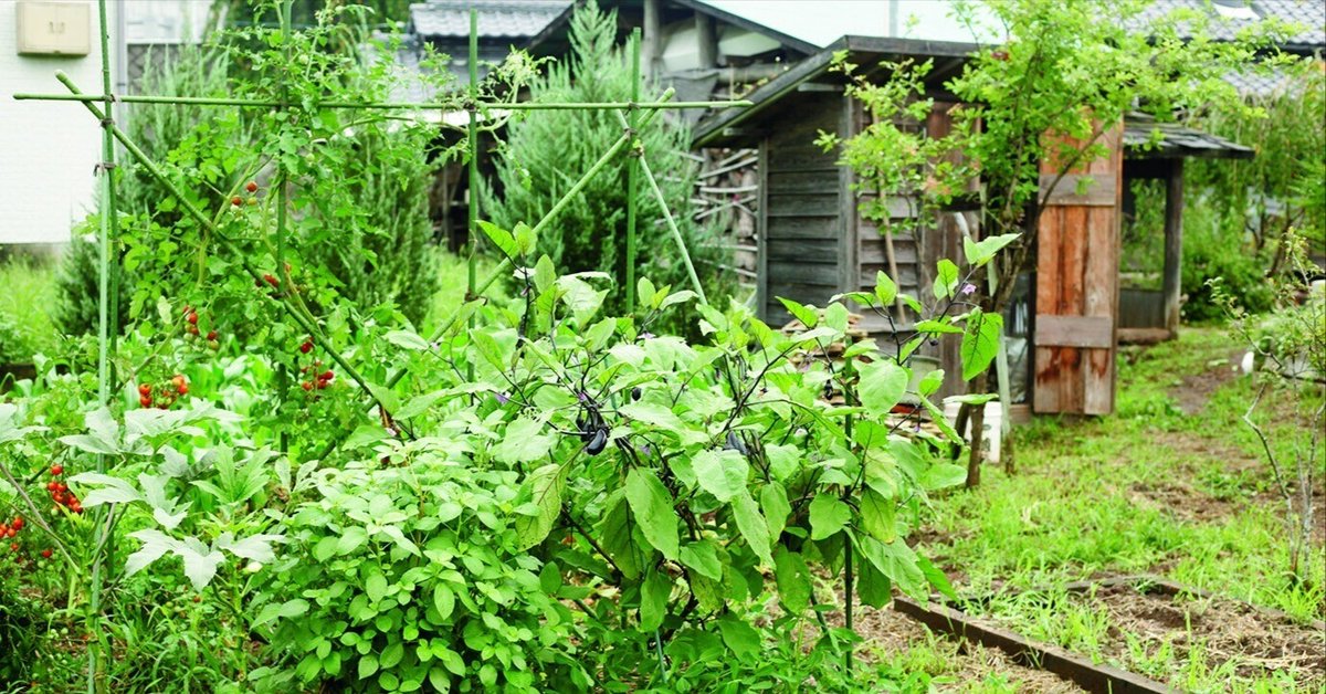 畑貸します。家庭菜園に 約100坪