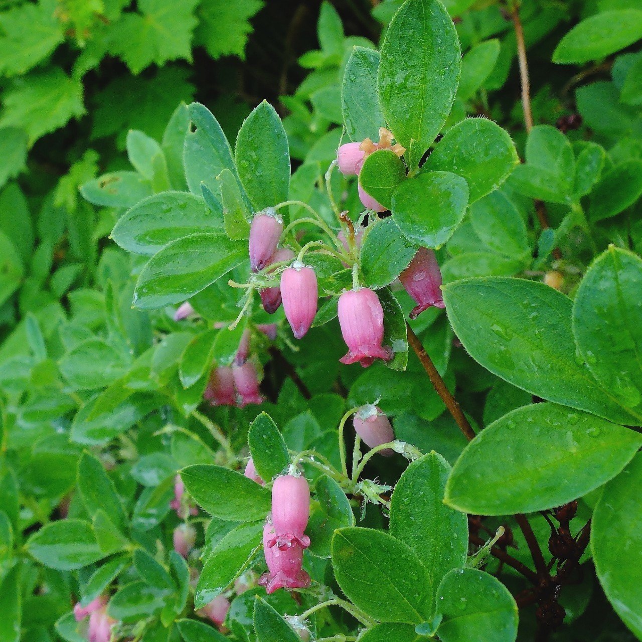 可愛い壷形の花 ウラジロヨウラク Hhaannaaiihh Note 可愛い壷形の花 ウラジロヨウラク Hhaannaaiihh Note