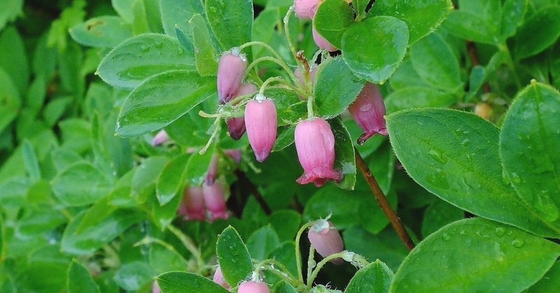 可愛い壷形の花 ウラジロヨウラク Hhaannaaiihh Note