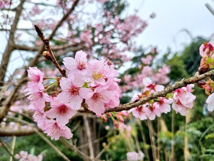 三峽は熊空へ桜を見に行ってまいりました