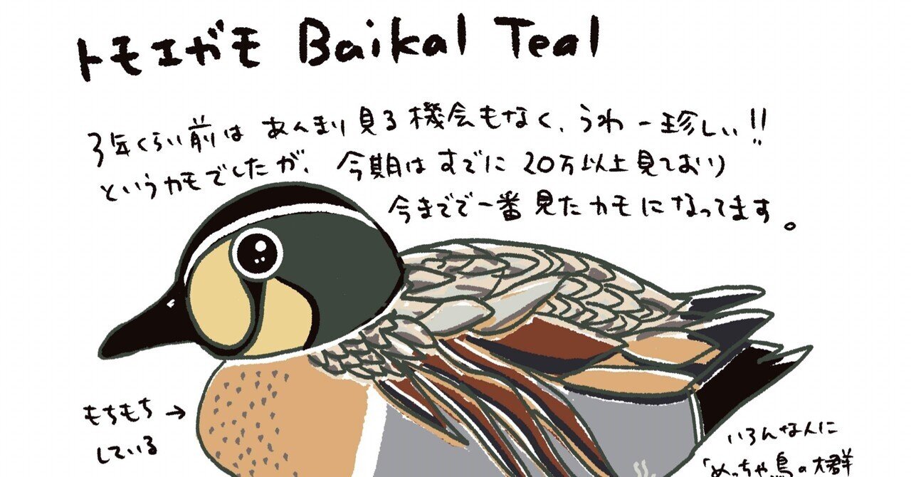 トモエガモ2024年｜sayaka@saga