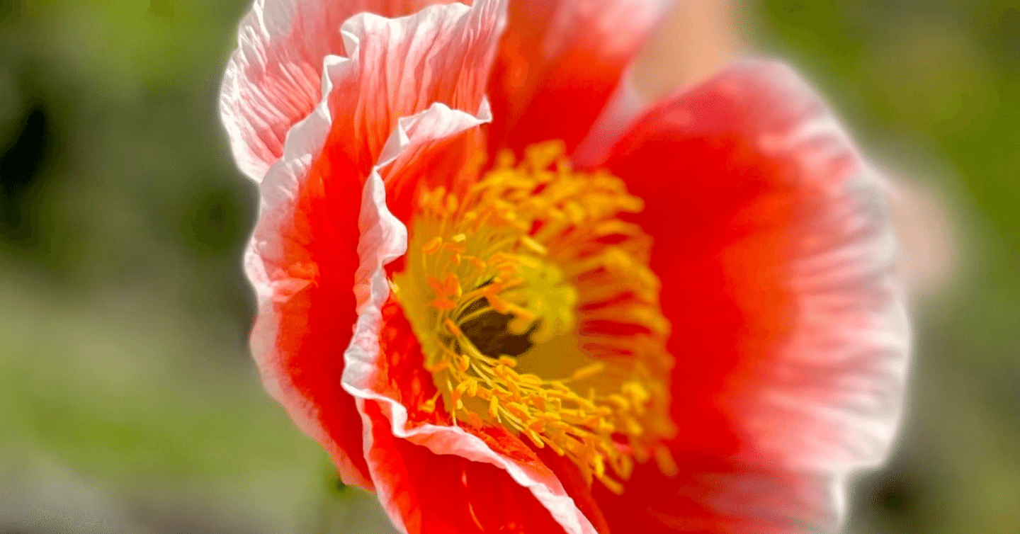 夏目漱石「虞美人草」｜ナカムラ テツ