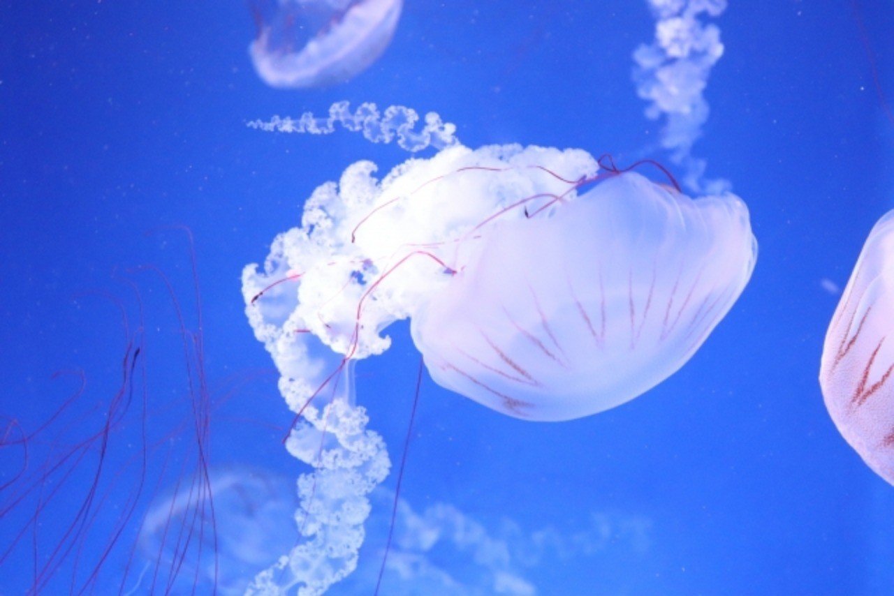 レジ袋有料化 家計と環境をまとめて守る小さな一歩 吉岡 奈美 Note