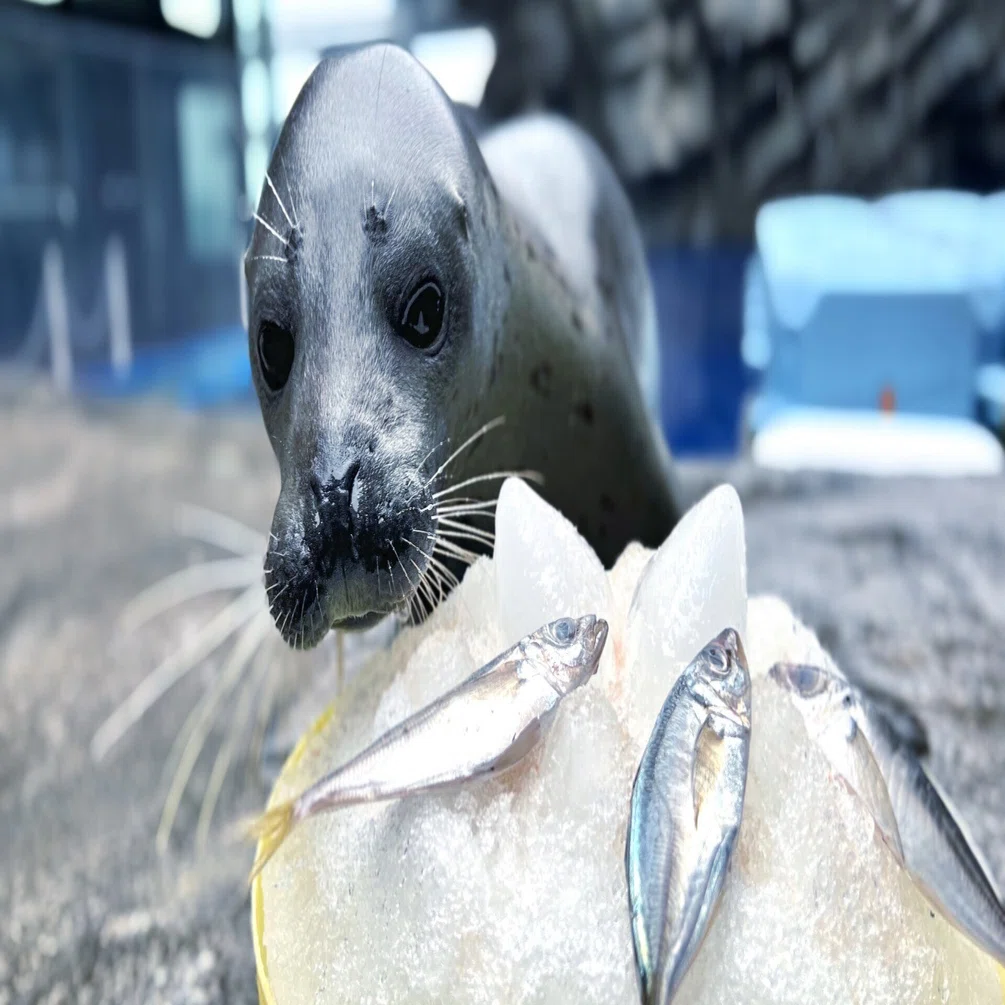 フタバ 祝1歳！！｜上越市立水族博物館 うみがたり