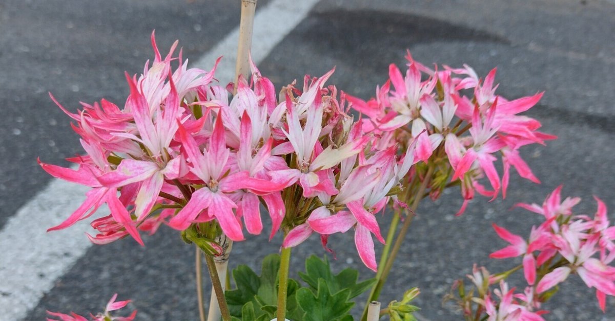 ゼラニウム ファイヤーワークス ピンク（4/8）【鉢物】 ファイヤー