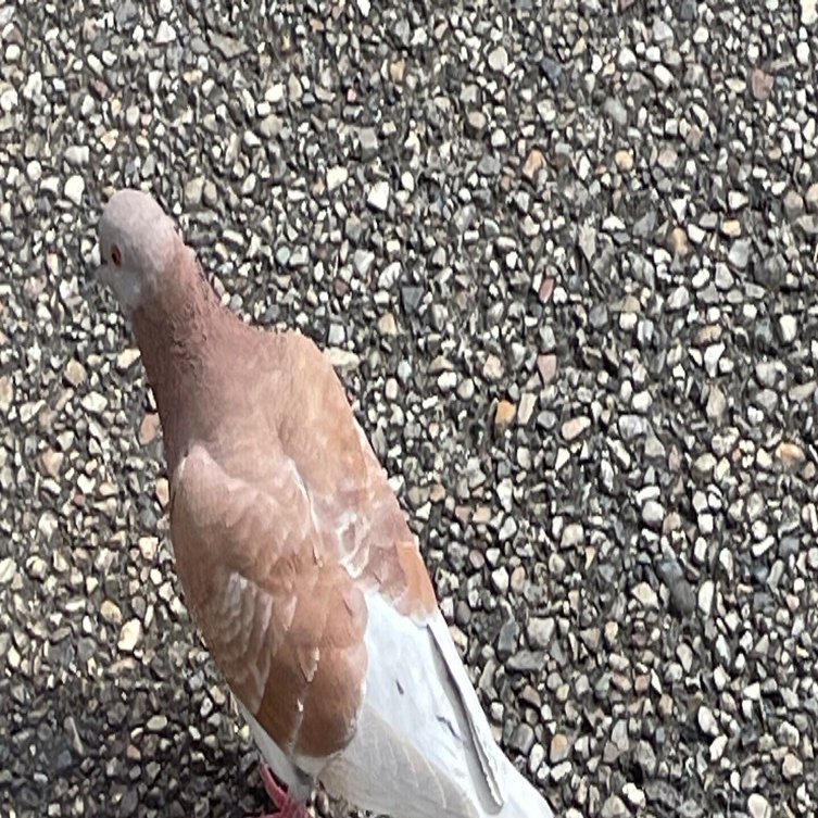 鳩を1時間ほど追いかけた｜のり@ゆるふわINTP