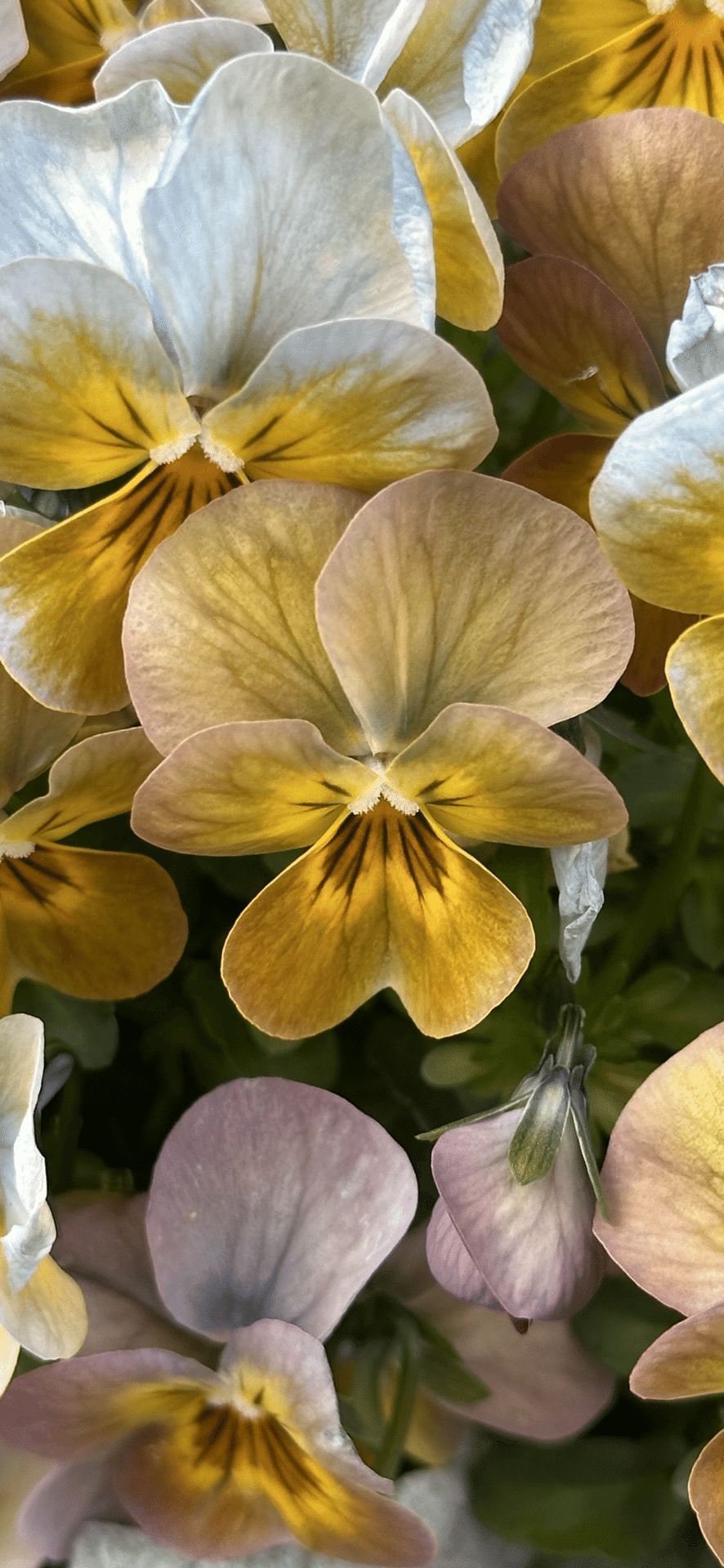 VIOLA VIVI APRICOT ANTIQUE｜EGGSEED