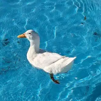 アヒル