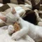 あみい