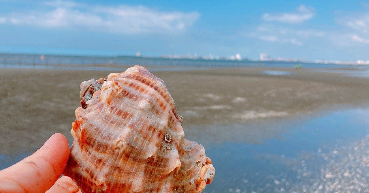 大きい貝殻 76ee072e7b626b544306b8acc819a5