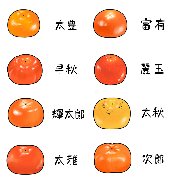 柿といってもこんなにたくさん種類があるのだと勉強になりました。描き分けるの難しかったけど楽しかった！