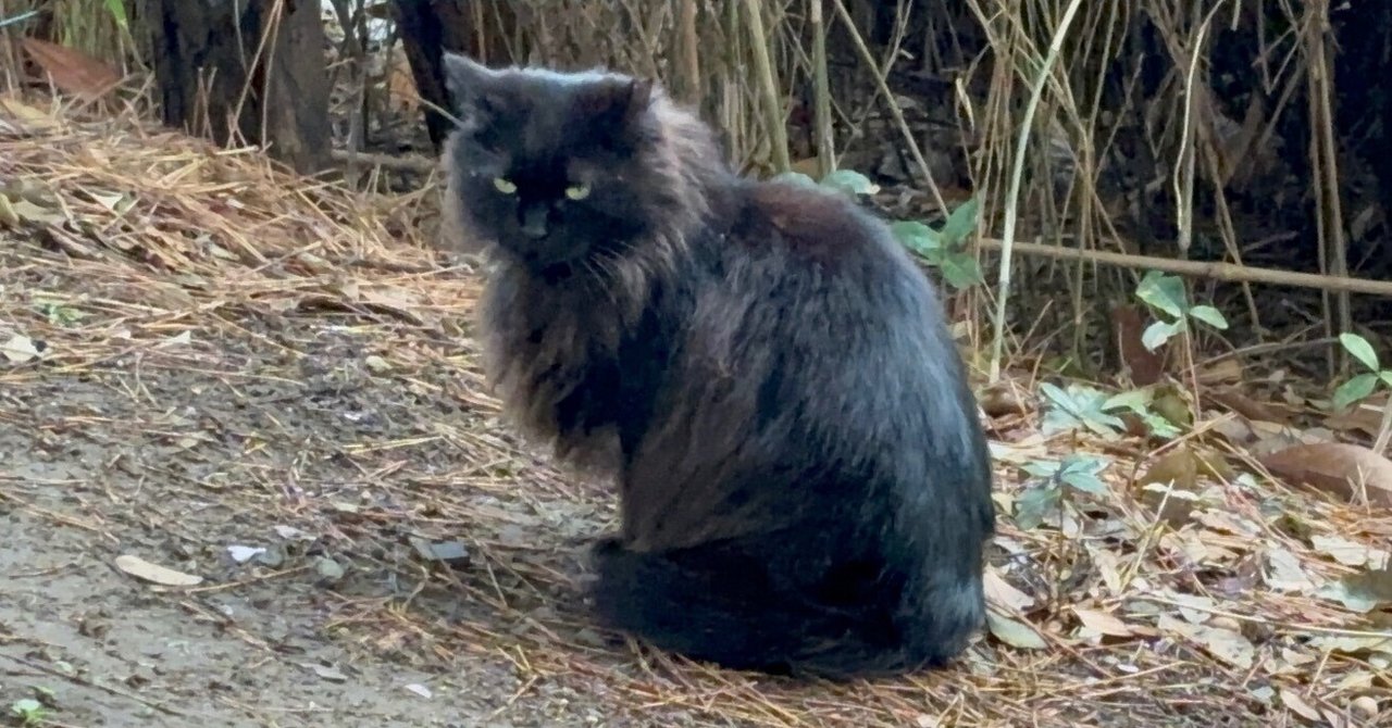 もしもの物語　黒猫　Grede10 もしもの物語黒猫Grede10