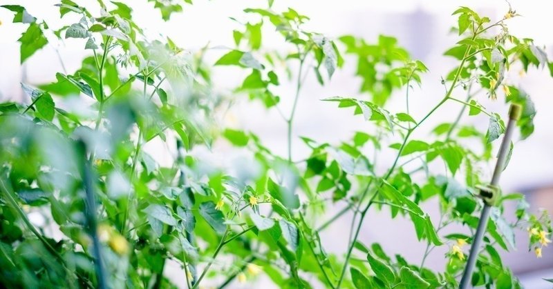 タイトルに夏が入ったオススメ小説 夏の王国で目覚めない 彩坂美月 サトウ レン Note