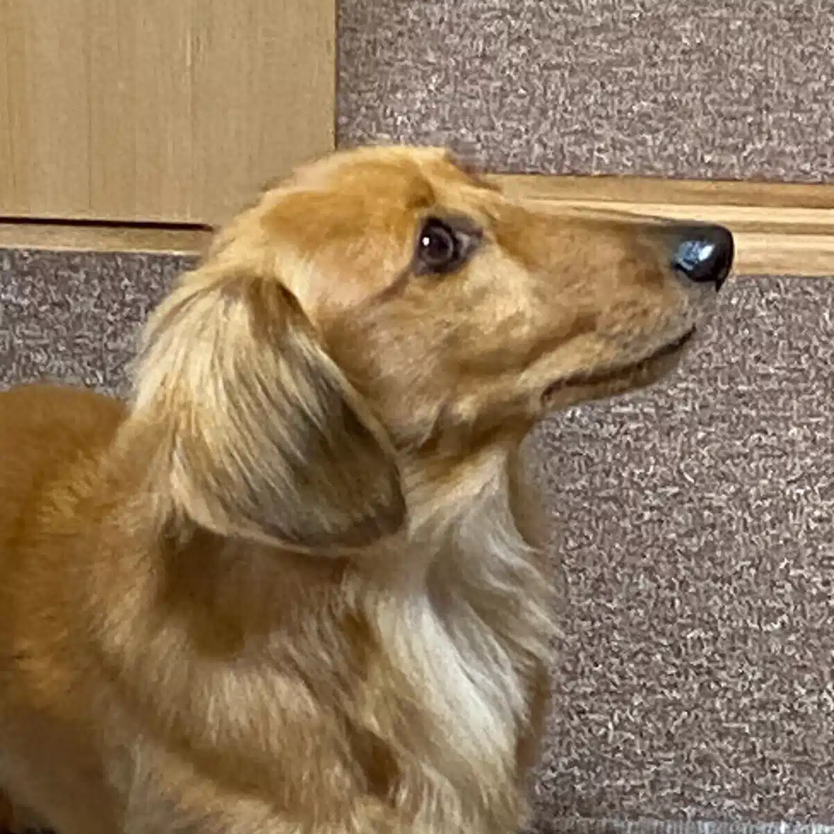 てると大吉