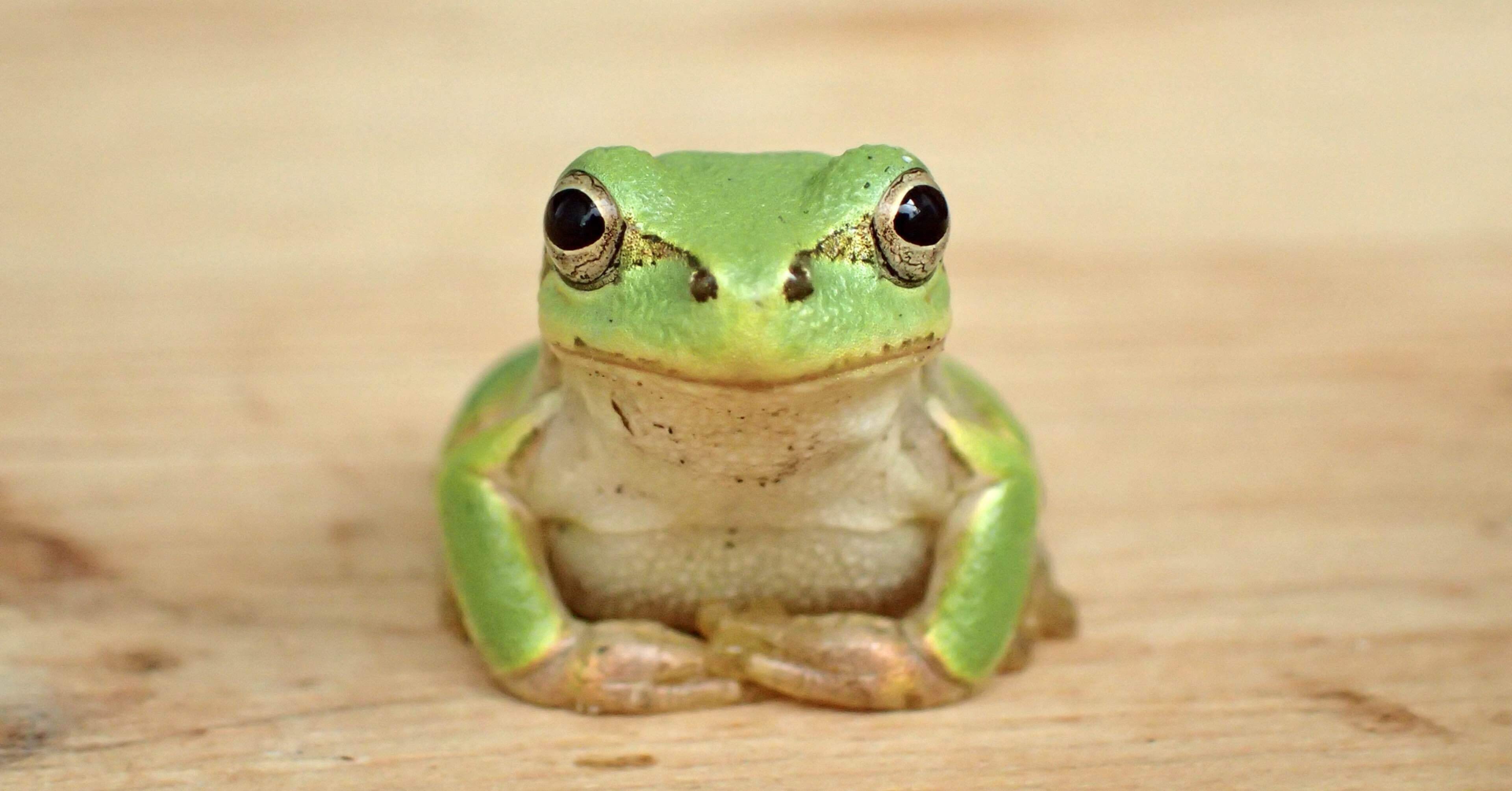 カエル アマガエルセラピー 01｜久保カエル